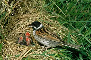R T Smith: REED BUNTING - adult with fledglings at nest