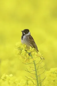 Schoeniclus: Reed Bunting, - adult male in flowering rape field