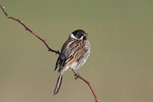 Schoeniclus: Reed Bunting - adult male - Germany