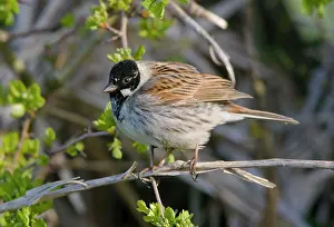 Schoeniclus: Reed Bunting - adult male perched in hedgerow