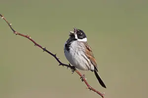 Schoeniclus: Reed Bunting - adult male singing - Germany