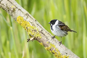 New World Sparrow: Reed bunting (Emberiza schoeniclus) ml Germany