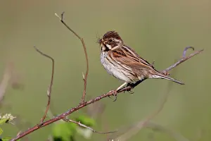 Schoeniclus: Reed Bunting - female - approaching nest carrying