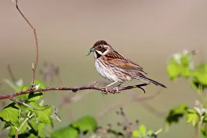 Schoeniclus: Reed Bunting - female - approaching nest carrying