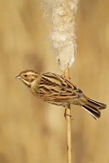 Schoeniclus: Reed Bunting - female feeding on Reedmace seedhead