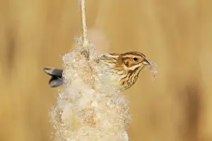 Schoeniclus: Reed Bunting - female feeding on Reedmace seedhead