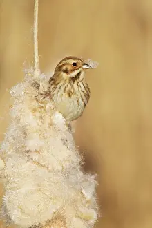 Schoeniclus: Reed Bunting - female feeding on Reedmace seedhead