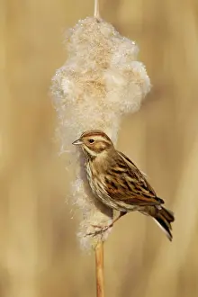 Schoeniclus: Reed Bunting - female feeding on Reedmace seedhead