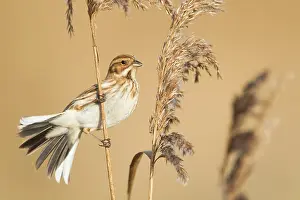 Schoeniclus: Reed Bunting - female feeding in winter reedbed
