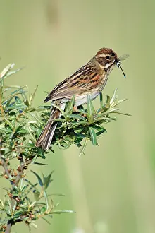 Schoeniclus: Reed Bunting - female with food in bill