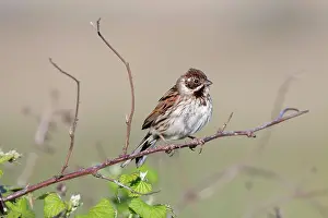 Schoeniclus: Reed Bunting - Female perched over bramble bushes