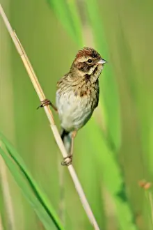 Schoeniclus: Reed Bunting - female perched on reed
