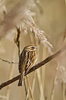 Schoeniclus: Reed Bunting - female in reeds
