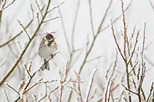 Schoeniclus: Reed Bunting - in hoar frost