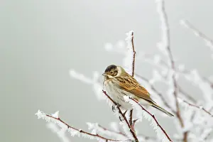 Schoeniclus: Reed Bunting - in hoar frost