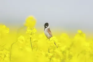 Bunting: Reed Bunting male