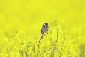 Bunting: Reed Bunting male