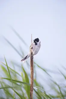 Reed: Reed Bunting male
