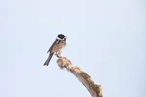 Reed: Reed Bunting male
