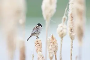Reed: Reed Bunting male