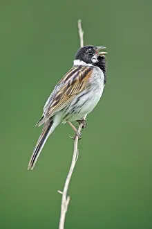 Schoeniclus: Reed Bunting - male bird singing from reed stalk