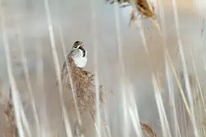 Schoeniclus: Reed Bunting - male calling from reedbed in early spring