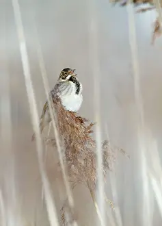 Schoeniclus: Reed Bunting - male calling from reedbed in early spring