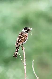Jack Bailey: REED BUNTING - male, perched on branch