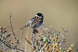 Schoeniclus: Reed Bunting - male singing from bush top Island