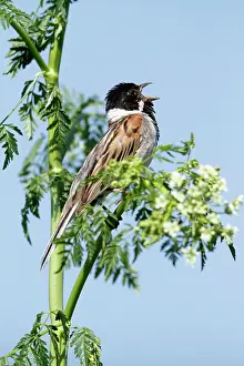 Schoeniclus: Reed Bunting - male singing from flowering hemlock plant
