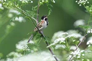 Schoeniclus: Reed Bunting - male singing from flowering hemlock plant