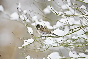 Schoeniclus: Reed Bunting -Male on snow covered branch