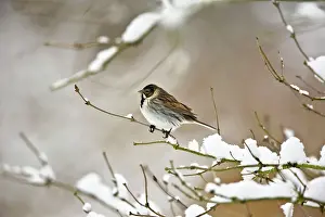 Schoeniclus: Reed Bunting - Male on snow covered branch