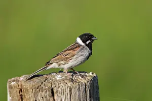 Schoeniclus: Reed Bunting male in summer