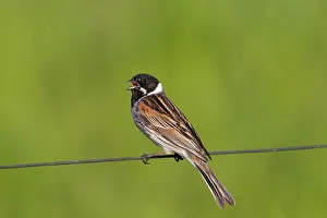 Schoeniclus: Reed Bunting male in summer