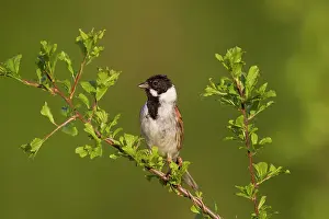 Schoeniclus: Reed Bunting male in summer