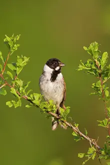 Schoeniclus: Reed Bunting male in summer