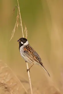 Schoeniclus: Reed Bunting male in summer