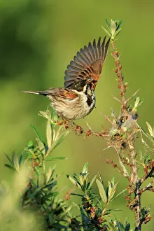 Schoeniclus: Reed Bunting - male, warding off rival in breeding territory