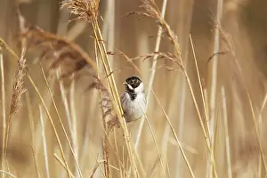 Schoeniclus: Reed Bunting - male in winter reedbed