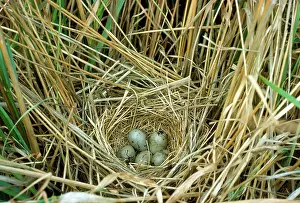 Schoeniclus: Reed Bunting - nest and eggs