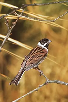 Buntings: Reed BUNTING - perched on twig