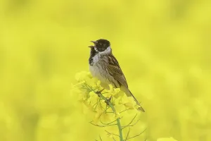 Schoeniclus: Reed Bunting, - singing male in flowering rape field