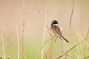 Schoeniclus: Reed Bunting - Typical view of adult male calling