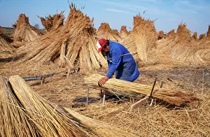 Reedbeds: REED - commercial reed production