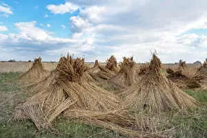 Pile: Reed cones, reed harvesting, Illmitz, Lake Neusiedl