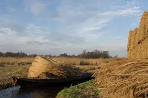 Bogs: Reed culture