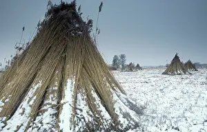 Harvests: Reed culture