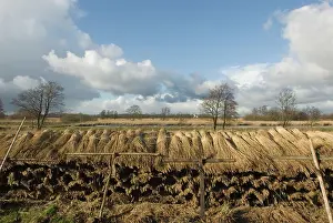 Bogs: Reed culture in fenland