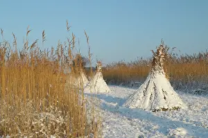 Phragmites: Reed culture and harvest